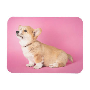 Magnet Flexible Animaux de bébés cutest   Corgi rose Chiot