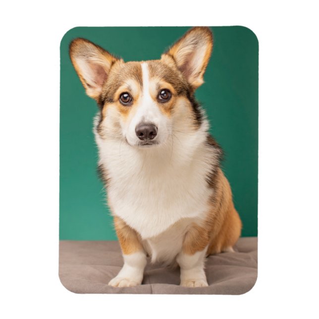 Magnet Flexible Animaux de bébés cutest | Corgi sur Turquoise (Vertical)