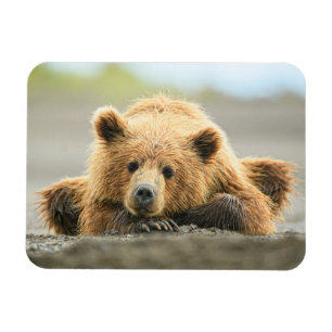 Magnet Flexible Animaux de bébés cutest   Cub d'ours Brown côtier