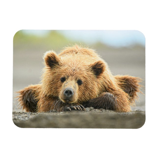 Magnet Flexible Animaux de bébés cutest | Cub d'ours Brown côtier (Horizontal)