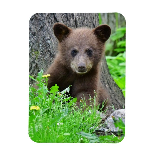 Magnet Flexible Animaux de bébés cutest | Cube d'ours Brown (Vertical)