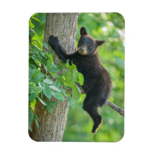 Magnet Flexible Animaux de bébés cutest   Cube d'ours noir