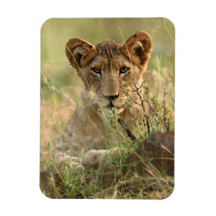 Magnet Flexible Animaux de bébés cutest Cute Baby Lion Cub