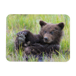 Magnet Flexible Animaux de bébés cutest   Cute Brown Bear Cub Joue