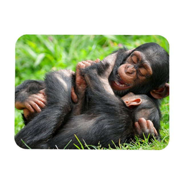 Magnet Flexible Animaux de bébés cutest | Deux jeunes chimpanzés (Horizontal)
