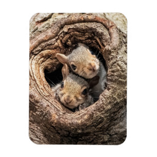 Magnet Flexible Animaux de bébés cutest Deux jeunes écureuils