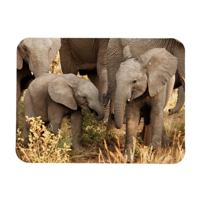 Magnet Flexible Animaux de bébés cutest | Deux jeunes éléphants (Horizontal)