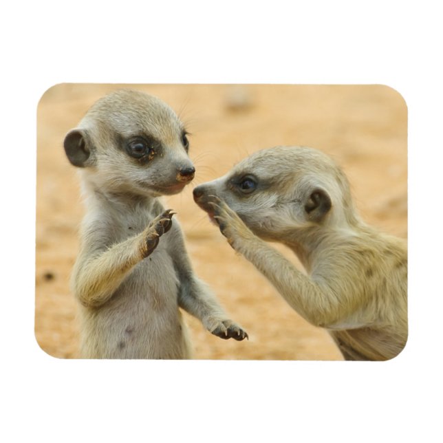 Magnet Flexible Animaux de bébés cutest | Deux jeunes Meerkats (Horizontal)