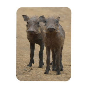 Magnet Flexible Animaux de bébés cutest Deux jeunes phacochères