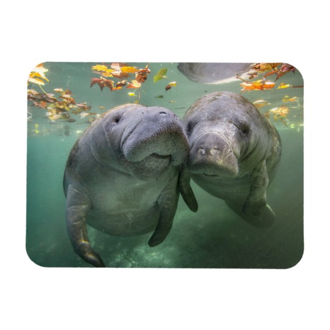 Magnet Flexible Animaux de bébés cutest | Deux Manatees (Horizontal)