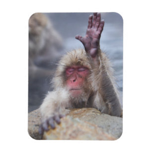 Magnet Flexible Animaux de bébés cutest   Face de singe de neige