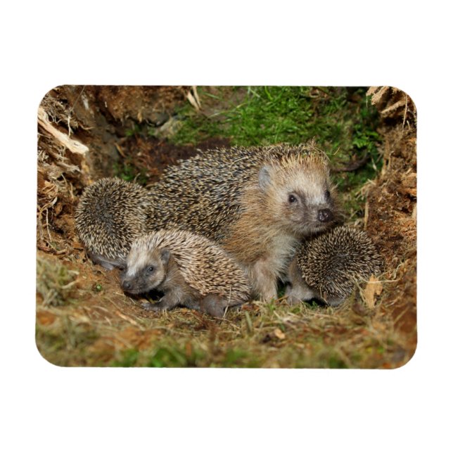Magnet Flexible Animaux de bébés cutest | Famille Hérisson (Horizontal)
