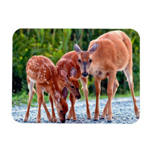 Magnet Flexible Animaux de bébés cutest   Fawn with Babies