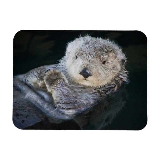 Magnet Flexible Animaux de bébés cutest | Flottant de Loutres de m (Horizontal)