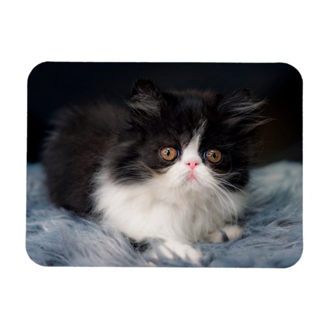 Magnet Flexible Animaux de bébés cutest | Fluffy B&W Kitten (Horizontal)