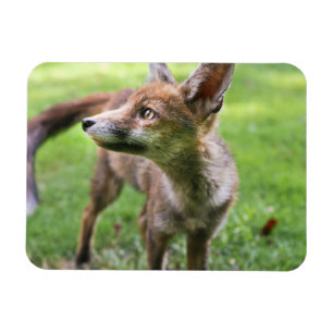 Magnet Flexible Animaux de bébés cutest   Fox urbain