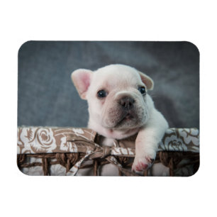 Magnet Flexible Animaux de bébés cutest French Bulldog