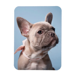 Magnet Flexible Animaux de bébés cutest   French Bulldog Pink Bow