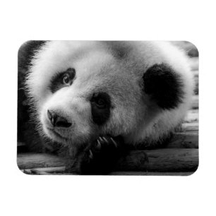 Magnet Flexible Animaux de bébés cutest   Giant Panda Bear Cub