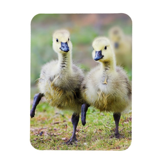 Magnet Flexible Animaux de bébés cutest | Goélands d'oies canadien (Vertical)