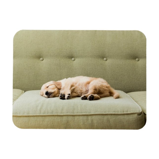 Magnet Flexible Animaux de bébés cutest | Golden Retriever Puppy 2 (Horizontal)