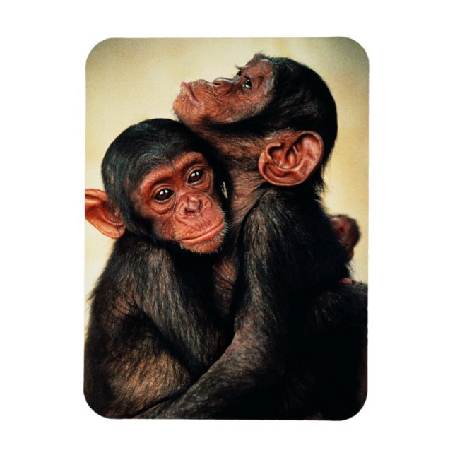 Magnet Flexible Animaux de bébés cutest | Hug de chimpanzé (Vertical)