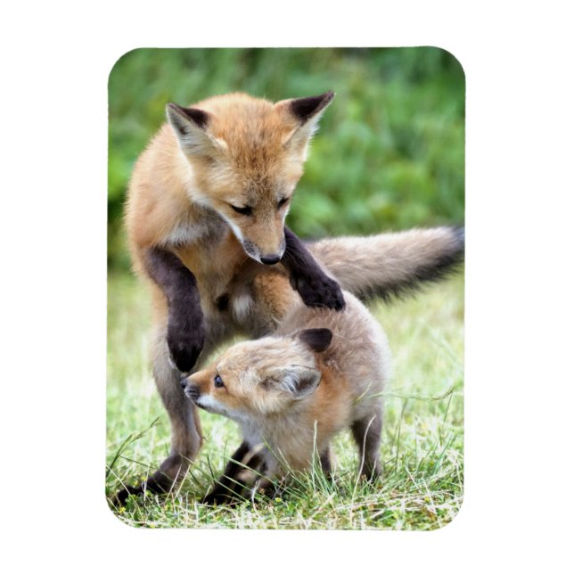 Magnet Flexible Animaux de bébés cutest | Kit et maman Fox adorabl (Vertical)
