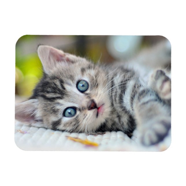 Magnet Flexible Animaux de bébés cutest | Kitten aux yeux bleus (Horizontal)