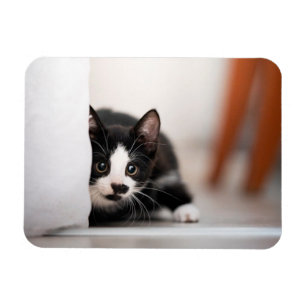 Magnet Flexible Animaux de bébés cutest Kitten noir et blanc