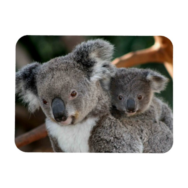 Magnet Flexible Animaux de bébés cutest | Koala et Joey (Horizontal)