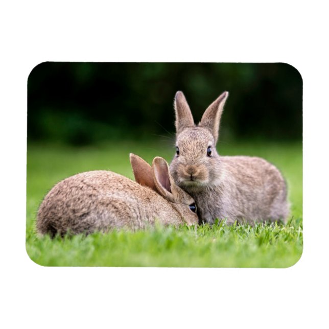 Magnet Flexible Animaux de bébés cutest | Lapins de lapin sauvage (Horizontal)