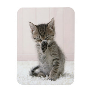 Magnet Flexible Animaux de bébés cutest Licking Tabby Kitten