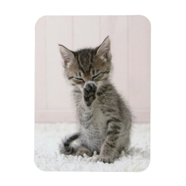 Magnet Flexible Animaux de bébés cutest | Licking Tabby Kitten (Vertical)