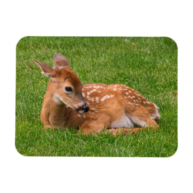 Magnet Flexible Animaux de bébés cutest | Little Fawn (Horizontal)