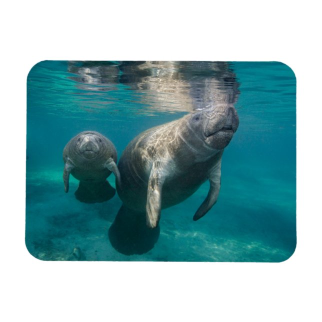 Magnet Flexible Animaux de bébés cutest | Manat & bébé (Horizontal)