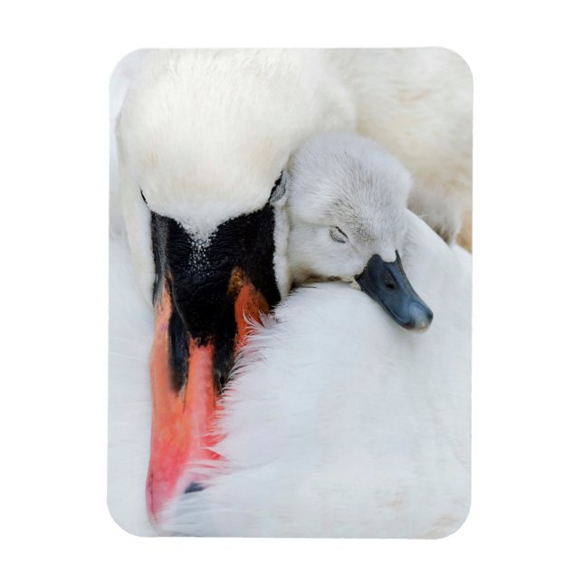 Magnet Flexible Animaux de bébés cutest | Mère et bébé Mute Swan (Vertical)