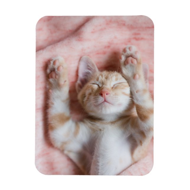 Magnet Flexible Animaux de bébés cutest | Minuscule chaton rayé or (Vertical)