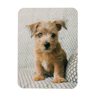 Magnet Flexible Animaux de bébés cutest | Norfolk Terrier Puppy