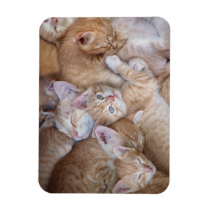 Magnet Flexible Animaux de bébés cutest   Orange Kitten Pile