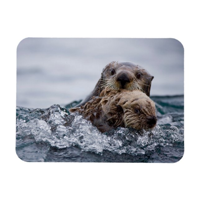 Magnet Flexible Animaux de bébés cutest | Otter Baby & Mère (Horizontal)