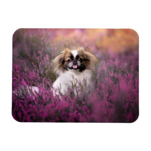 Magnet Flexible Animaux de bébés cutest   Pekingese Puppy