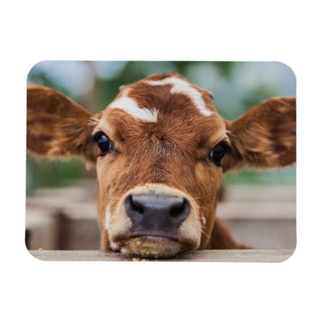 Magnet Flexible Animaux de bébés cutest | Petite vache (Horizontal)