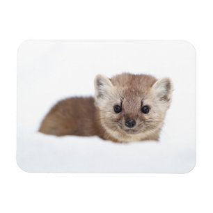 Magnet Flexible Animaux de bébés cutest   Pine Marten