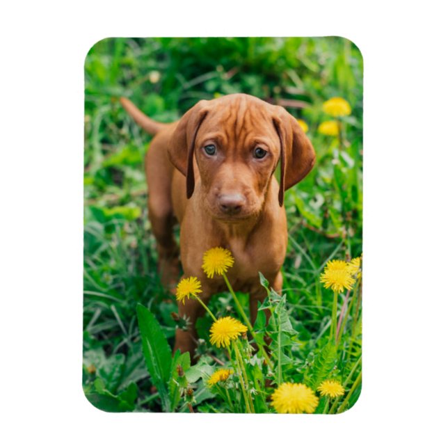 Magnet Flexible Animaux de bébés cutest | Pointeur (Vertical)