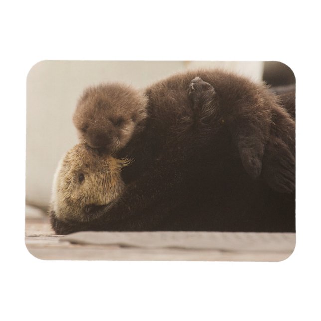 Magnet Flexible Animaux de bébés cutest | Pompe Otter nouveau-né (Horizontal)