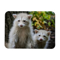 Animaux de bébés cutest | Raccoons jeunes blonds