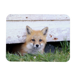 Magnet Flexible Animaux de bébés cutest   Red Fox Kit Peeking