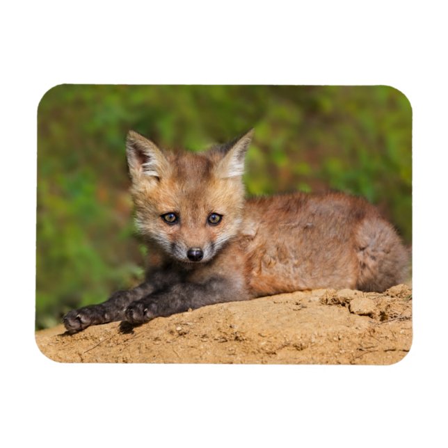 Magnet Flexible Animaux de bébés cutest | Red Fox Pup (Horizontal)