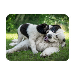 Magnet Flexible Animaux de bébés cutest Remorque