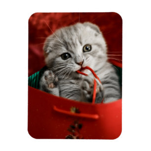 Magnet Flexible Animaux de bébés cutest   Scottish Fold Kitten